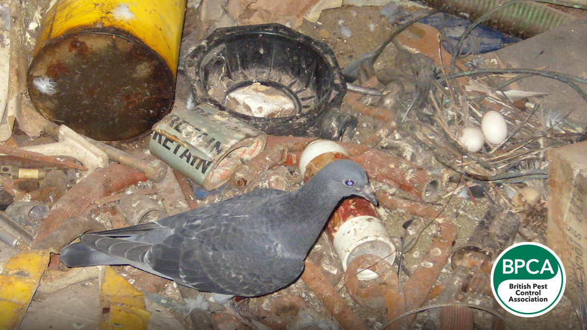 Pigeon nesting material with eggs Pigeon nesting material with eggs